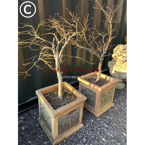 343 - A pair of square form terracotta garden planters both planted with a small tree 37x37x40