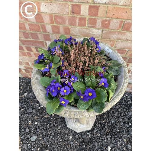 358 - An ornate cast concrete sculptural urn decorated with three ladies and planted with primrose 85 high