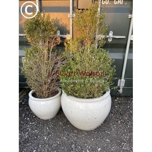 363 - A matching large and small grey glazed garden pots with topiary