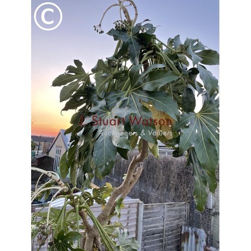 376 - A large Yucca or similar planted in galvanised bin