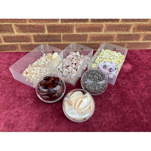 393 - Three glass bowls and three trays of decorative sea shells