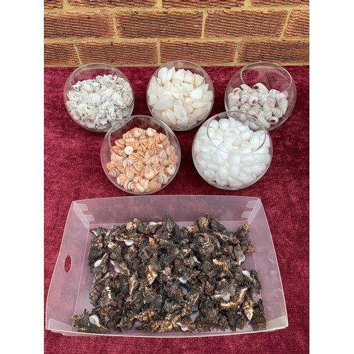 394 - Five glass bowls and one tray of decorative sea shells