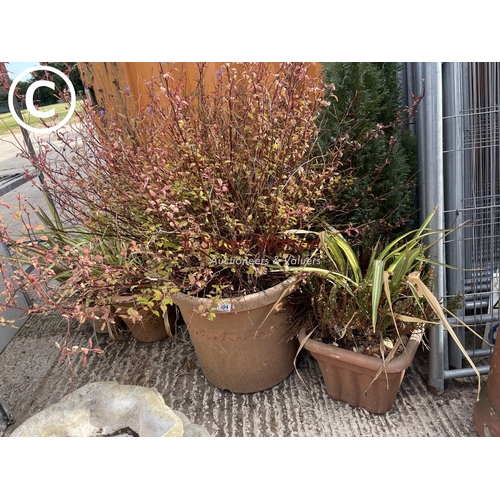 394 - 8 Large potted shrubs