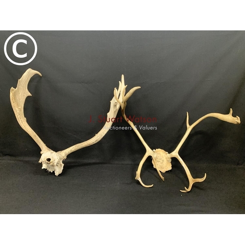 502 - 2 pairs antlers