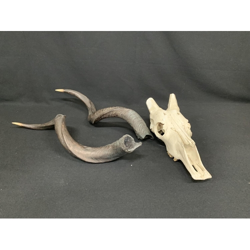 519 - Replica Kudu skull and antlers