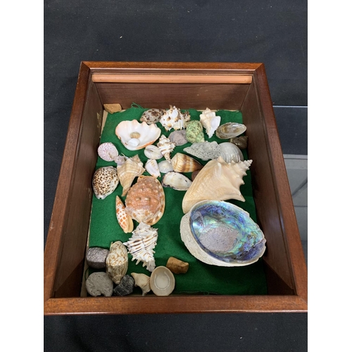 1028 - Display case of shells