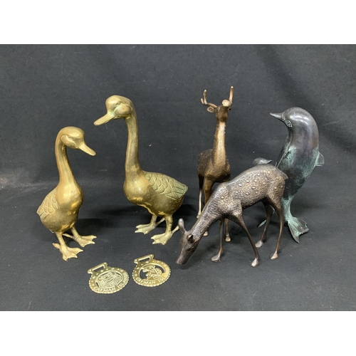 528 - Pair brass duck figures height 33 cms, pair of brass deer, dolphin figure and two brasses