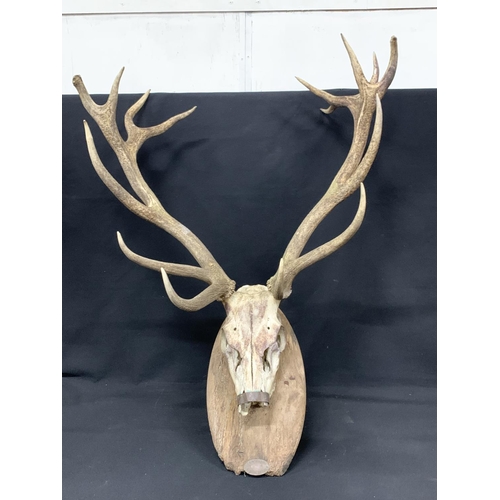 487 - Mounted stag skull, approx overall height 108cms