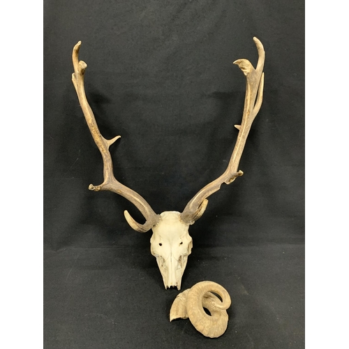 488 - Mounted stag skull and one rams horn, approx overall height 71cms