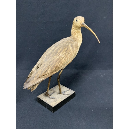 489 - Taxidermy Curlew, height 35cms