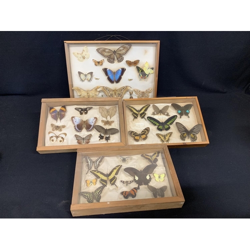 4 Cases Of Exotic Butterflies