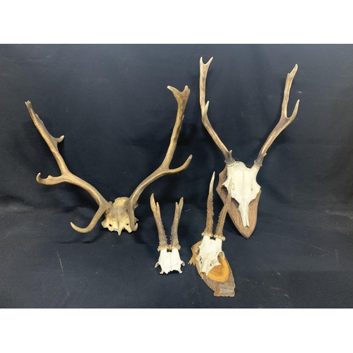 666 - 4 set of Antlers