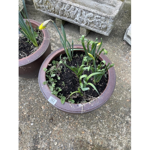 382 - Pair of salt glazed garden pots planted with spring daffodils