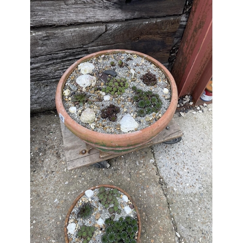 389 - Two terracotta pots planted with alpines