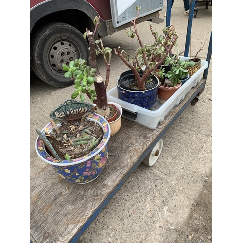 452 - Oriental planter and collection of plants