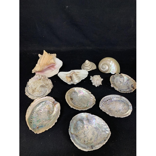 1057 - Collection of sea shells and Wedgwood shell dish