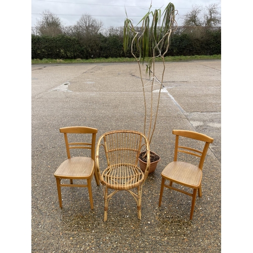 56 - Wicker chair, two kitchen chairs and plant