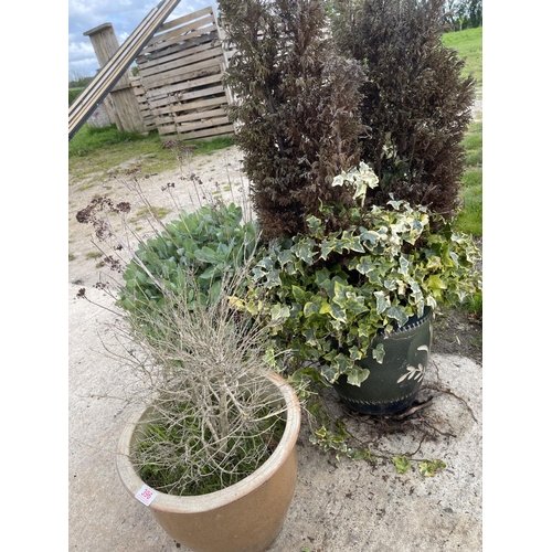 396 - Three planted glazed garden pots