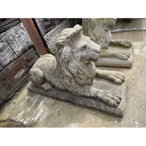 330A - A pair of very large concrete recumbent  lion garden ornaments. 90 cms long x 32 cms wide x 50 cms h... 