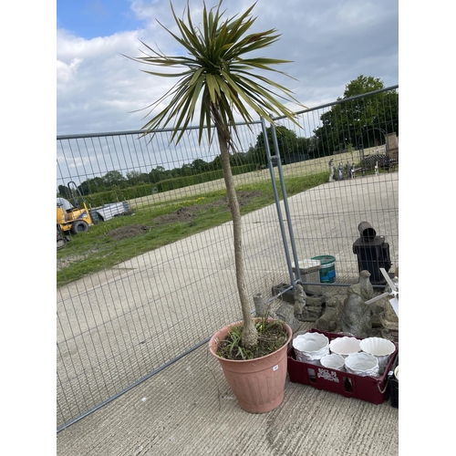 443 - Potted palm tree