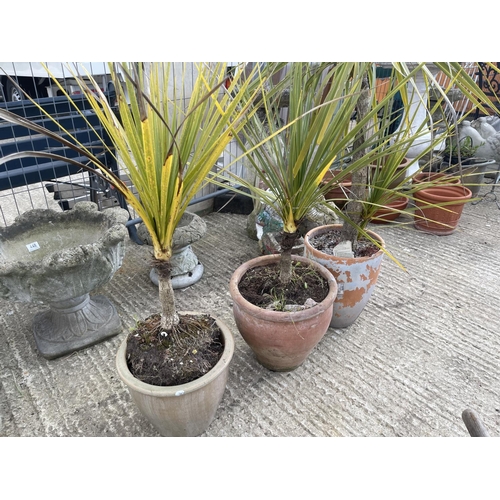 447 - Three potted plants in terracotta pots