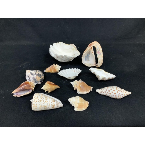 791 - Collection of sea shells