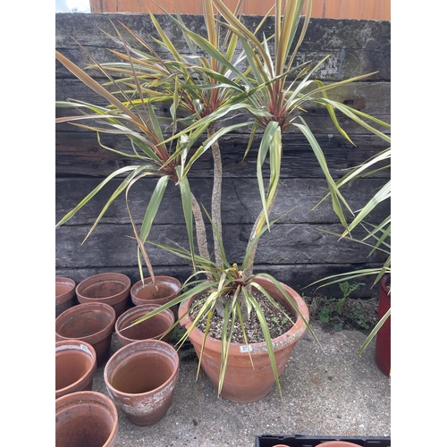 371 - Large planted tree in pot height 1.5 cm