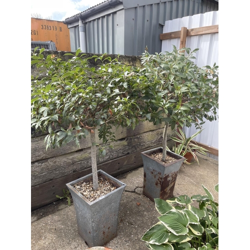 373 - A pair of established Bay trees in metal planters, both 150cm tall