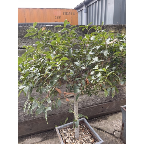 373 - A pair of established Bay trees in metal planters, both 150cm tall