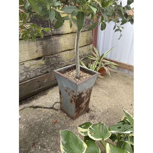 373 - A pair of established Bay trees in metal planters, both 150cm tall