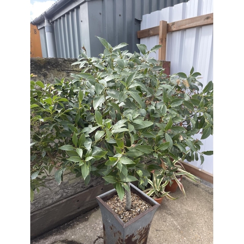 373 - A pair of established Bay trees in metal planters, both 150cm tall