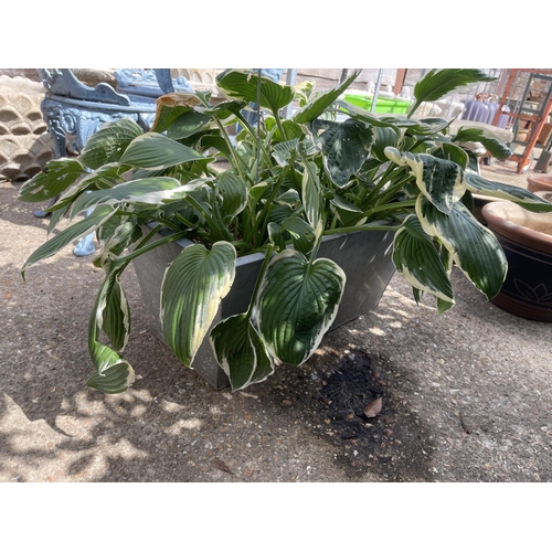 374 - A galvanised trough planter 70 x 37 x 30 cms planted with multiple Hostas