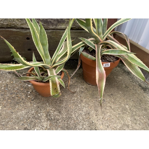 375 - Two terracotta pots planted