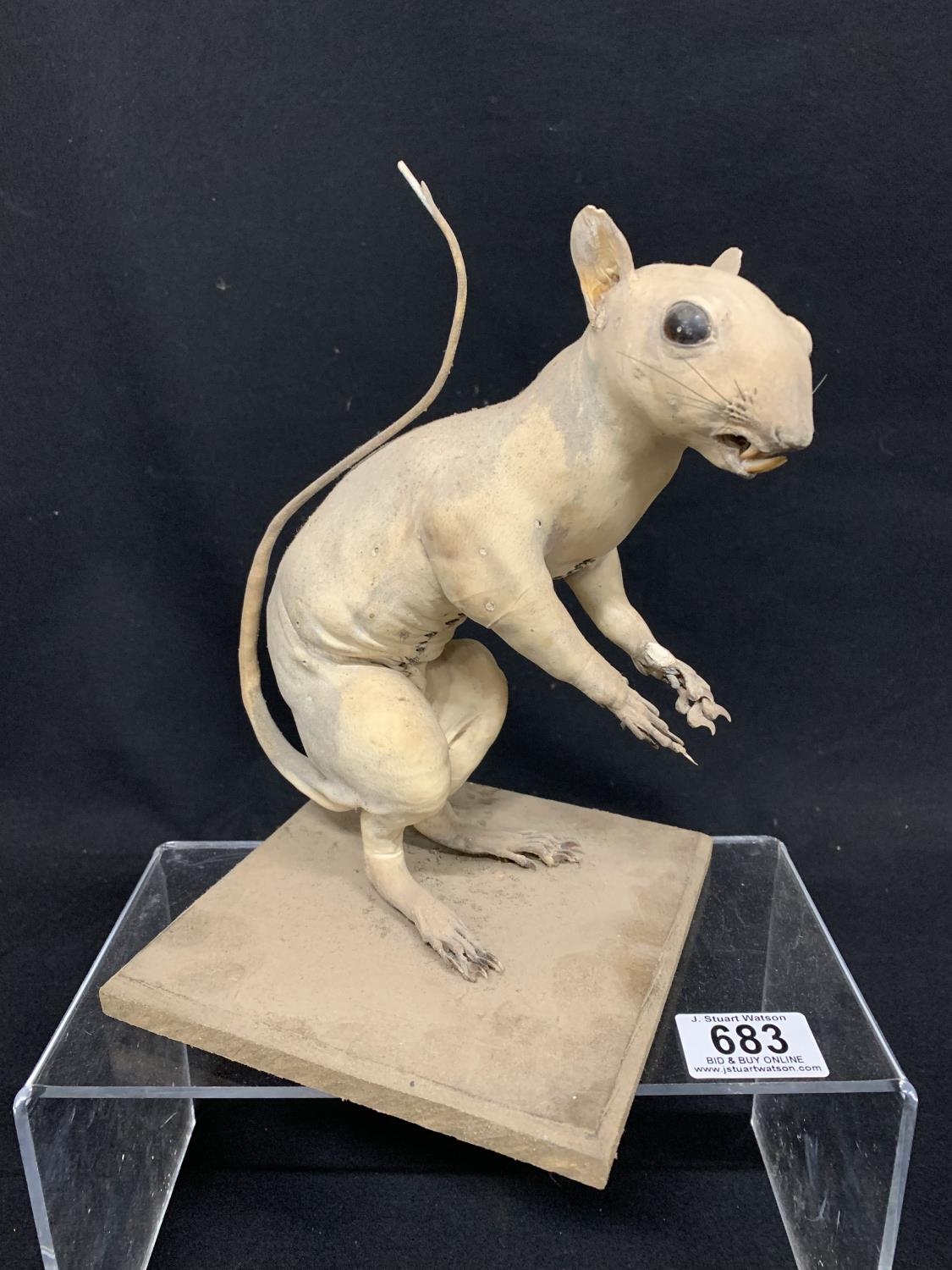 Skinny rat discount