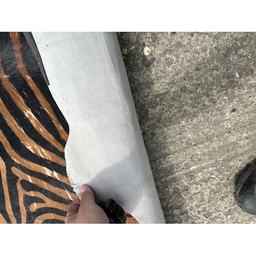 88 - A very large tiger skin rug 210x200