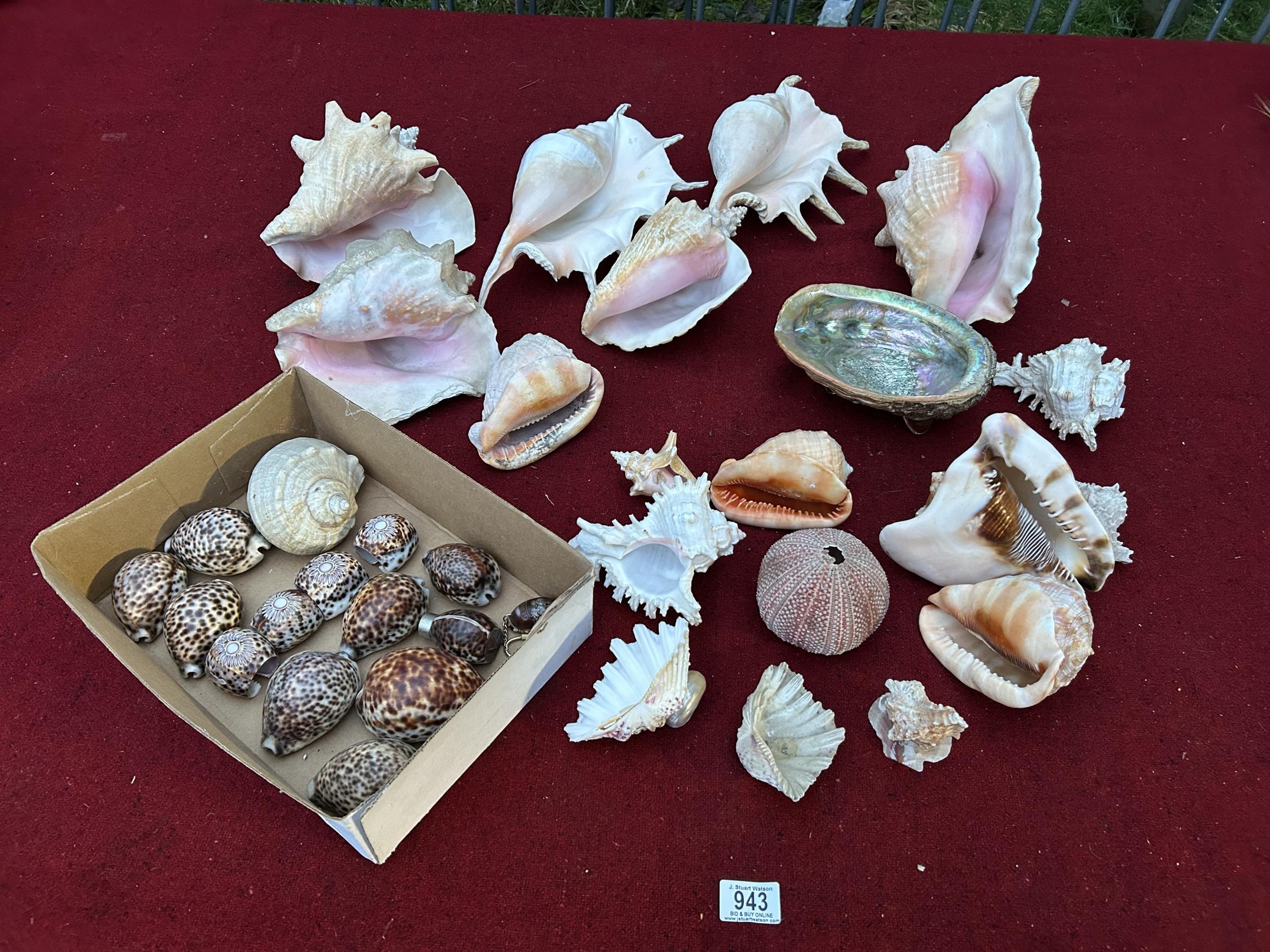 Good Collection of sea shells (2)