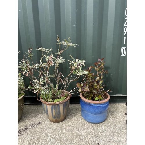 487 - Two glazed pots plants with shrubs, each pot height 32 cms, diameter 32 cms