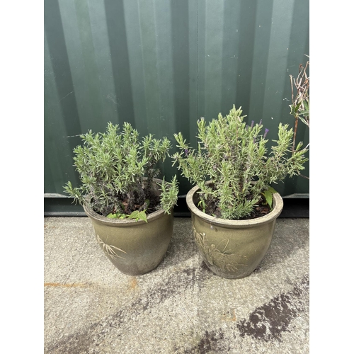 488 - Two glazed pots planted with lavender, each pot height 32 cms, diameter 32 cms