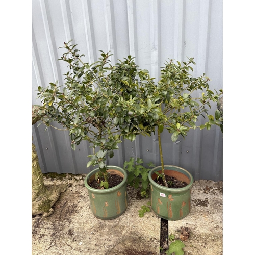 494 - A pair of Holly trees planted in green glazed pots, overall height 100 cms