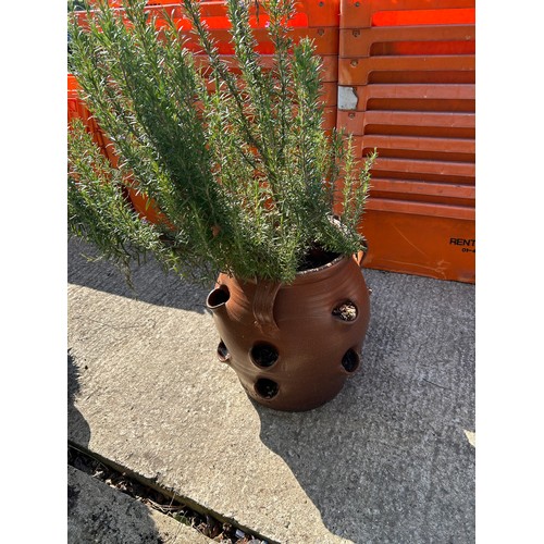 499a - Salt Glazed Strawberry pot planted with Rosemary and Chives, height of pot 49 cms, diameter 48 cms