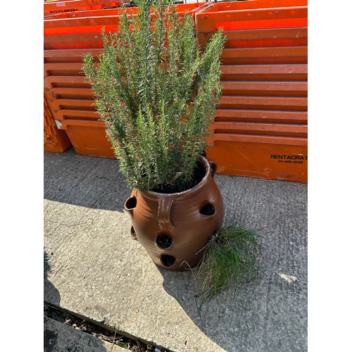 499a - Salt Glazed Strawberry pot planted with Rosemary and Chives, height of pot 49 cms, diameter 48 cms