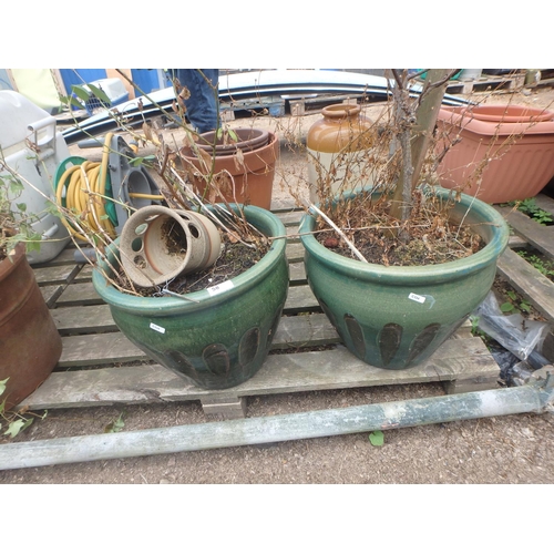 58 - 2 LARGE GLAZED POTS WITH VEGETATION