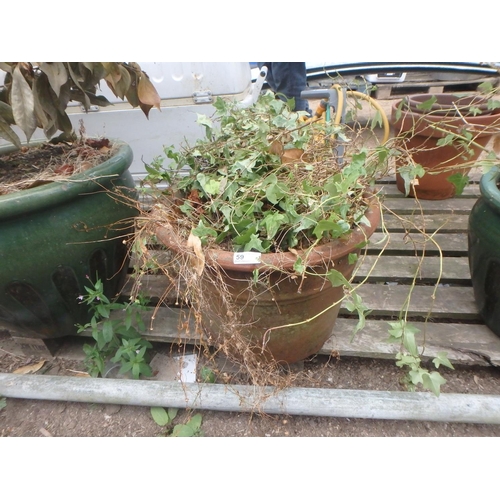 59 - LARGE TERRACOTTA POT WITH VEGETATION