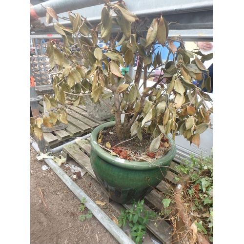 60 - LARGE GLAZED POT WITH VEGETATION