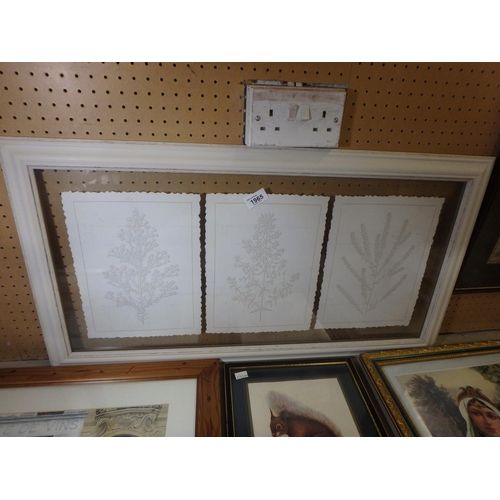 1965 - TRIO OF BOTANICAL SKETCHES IN FLOATING FRAME