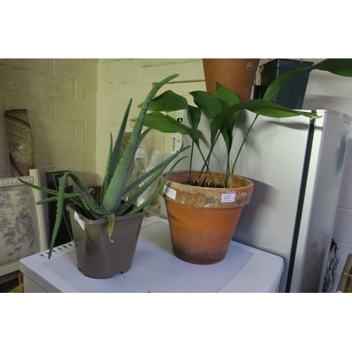 639 - LEAFY PLANT IN TERRACOTTA POT AND CACTUS/TRIFFID IN GREY POT