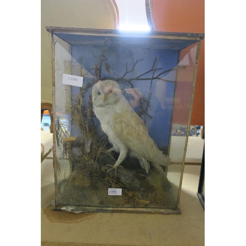 1395 - A TAXIDERMY OWL IN DISPLAY CASE