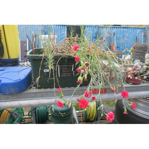 Lot 189       