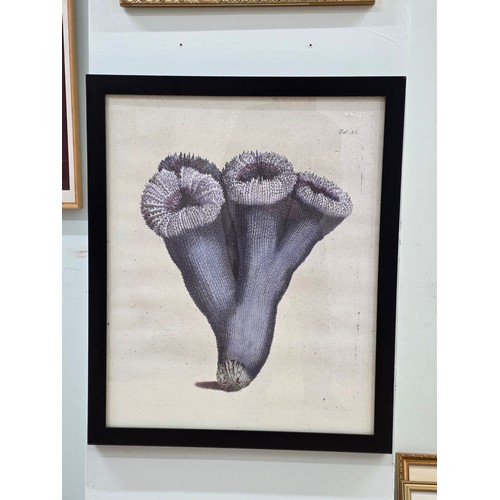 After John Ellis. A framed and glazed reproduction print 'The Natural of many Uncommon & Curious Zoophytes' original 1786.