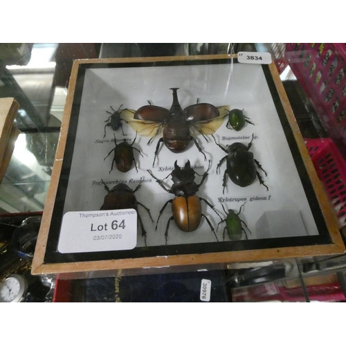 64 - Framed tropical insects collection